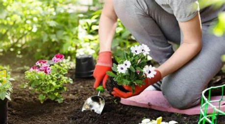 Gardening for Beginners: Tips for a Beautiful Backyard