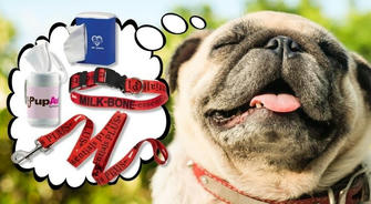 Pet Parenthood 101: Must-Have Items for a Happy Home