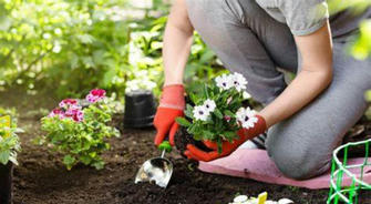 Gardening for Beginners: Tips for a Beautiful Backyard